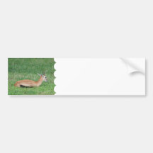 Sweet Gazelle Bumper Sticker