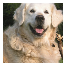 Sweet Golden Retriever Invitations