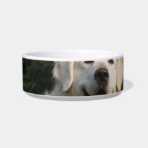 Sweet Golden Retriever Pet Bowl