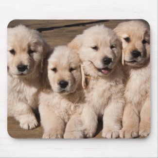 Sweet Golden Retriever Puppies Mouse Pads