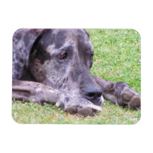 Sweet Great Dane Flexible Magnet