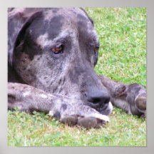 Sweet Great Dane Poster