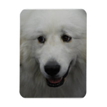 Sweet Great Pyrenees Flexible Magnet