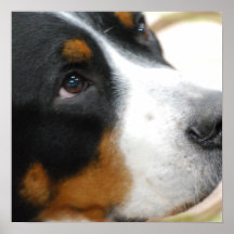Sweet Greater Swiss Mountain Dog Poster