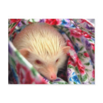 sweet hedgehog postcard by hedgehogworld sweet hedgehog postcard
