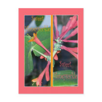 SWEET HONEYSUCKLE BOOKMARKS postcards