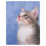 Sweet Innocence Flyer