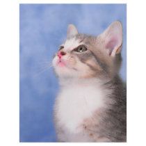 Sweet Innocence letterhead