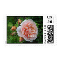 Sweet juliet Rose Stamp