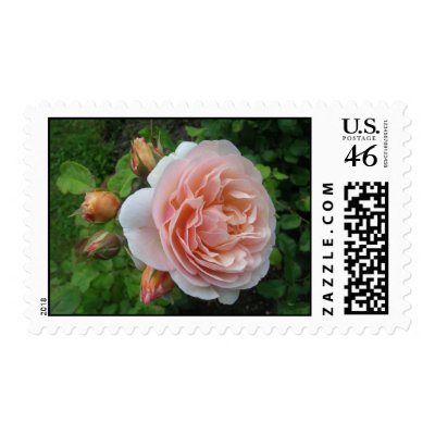 Sweet juliet Rose Stamp