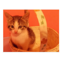 sweet kitten in basket postcard