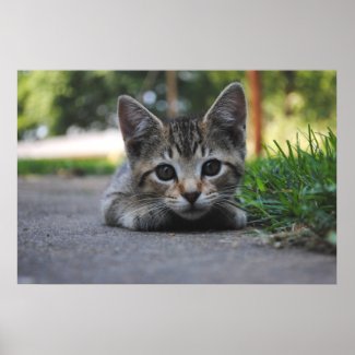 Sweet Kitten Print print