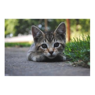 Sweet Kitten Print print