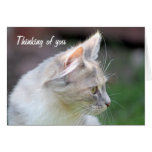 sweet kitten thinking of you card cards