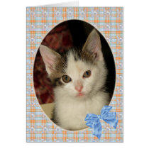 Sweet Kitty cards