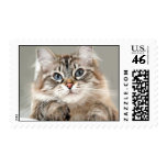 Sweet Kitty Stamp stamps