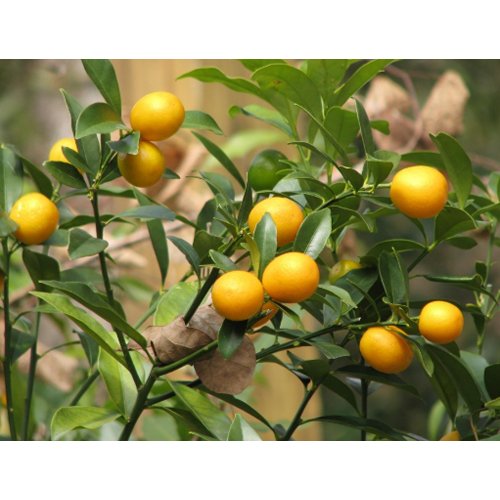 Sweet Kumquats postcard