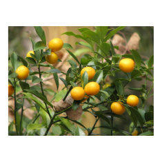 Sweet Kumquats print