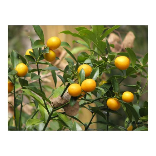 Sweet Kumquats print
