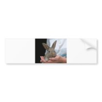 sweet little rabbit bumper stickers by sokalegga sweet little rabbit bumper stickers