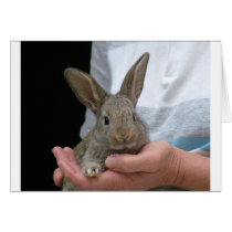 sweet little rabbit greeting cards