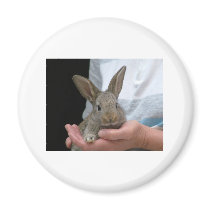 sweet little rabbit refrigerator magnet
