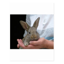 sweet little rabbit post card