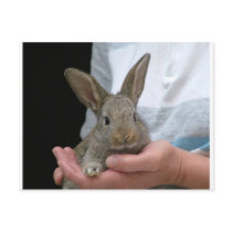 sweet little rabbit postcards by sokalegga sweet little rabbit postcards