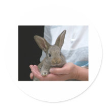 sweet little rabbit round sticker