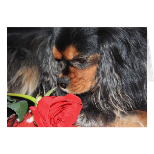 Sweet Love Cavalier King Charles Spaniel Greeting Card