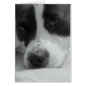 Sweet Maggie cards by bobbeaux Sweet Maggie cards
