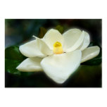 Sweet Magnolia ACEO Art Trading Cards Business Card Template