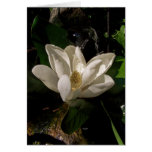 Sweet Magnolia Blossom Card