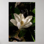 Sweet Magnolia Blossom Poster