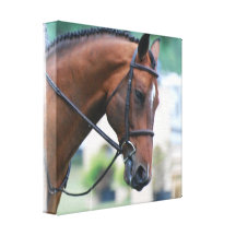 Sweet Morgan Horse Canvas Print