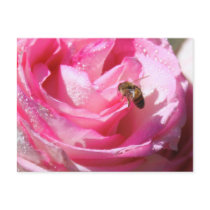 Sweet Nectar after a Light Rain Shower, Flower Bee postcards by KahunaLuna Sweet Nectar after a Light Rain Shower, Flower Bee postcards