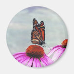 Sweet Nectar - magnet