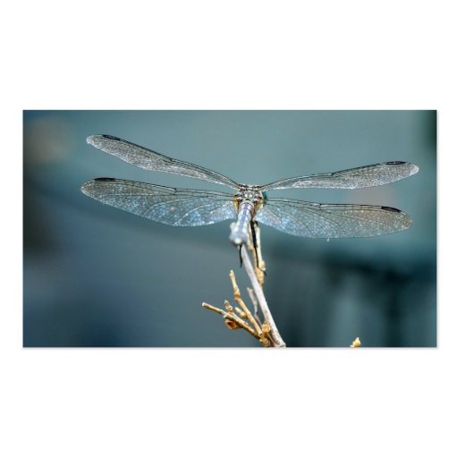 Sweet note (dragonfly) business card (front side)