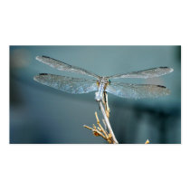 Sweet note (dragonfly) business cards