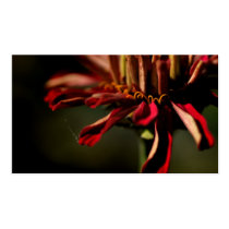 Sweet note (zinnia) business cards