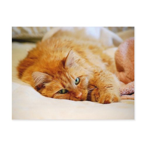 Sweet Orange Cat Postcard postcard