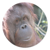 Sweet Orangutan Face Sticker