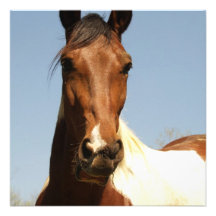 Sweet Paint Horse Custom Invite