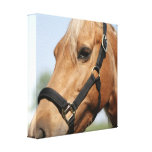 Sweet Palomino Canvas Print