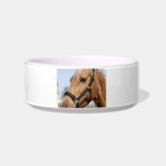 Sweet Palomino Pet Bowl