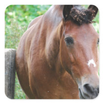 Sweet Paso Fino Horse Stickers