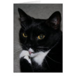 Sweet Paws Cards