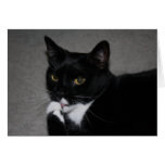 Sweet Paws Card