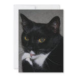 Sweet Paws Invite