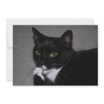 Sweet Paws Custom Announcement